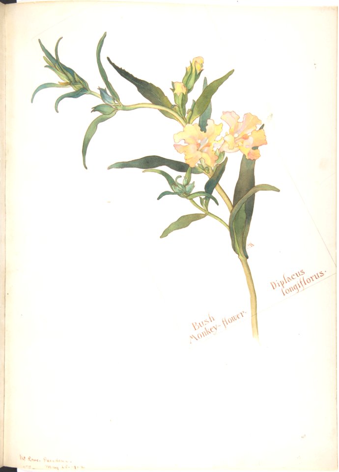 Bush Monkey-flower, Diplacus longiflorus MET DP808529