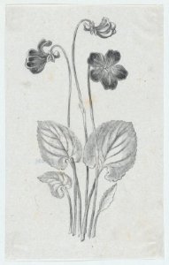Botanical illustration MET DP875309