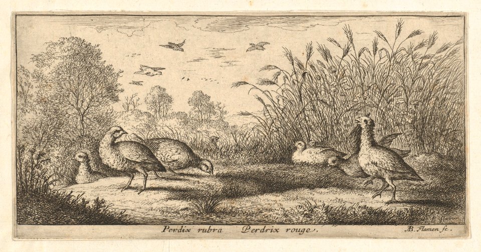 Book of Birds MET DP857002