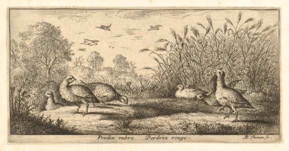 Book of Birds MET DP857002