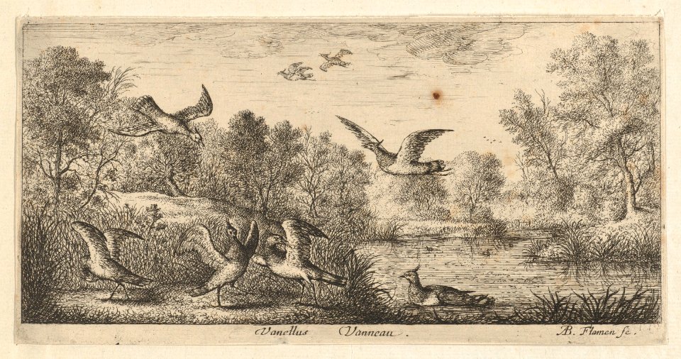 Book of Birds MET DP857000