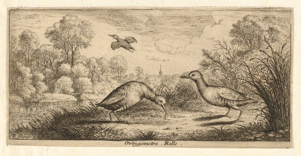 Book of Birds MET DP857007