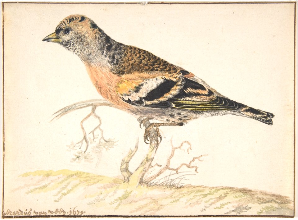 Bramling (Fringilla Montifringilla) MET DP800704