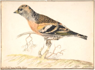 Bramling (Fringilla Montifringilla) MET DP800704