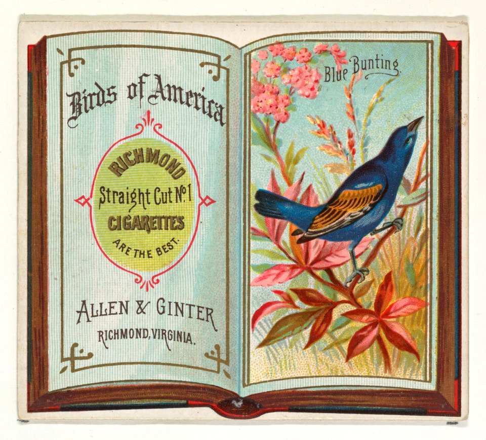 Blue Bunting, from the Birds of America series (N37) for Allen & Ginter Cigarettes MET DP838964
