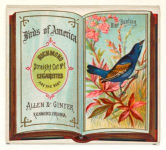 Blue Bunting, from the Birds of America series (N37) for Allen & Ginter Cigarettes MET DP838964