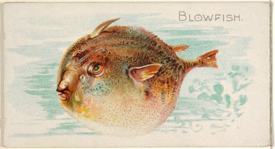 Blowfish, from the Fish from American Waters series (N8) for Allen & Ginter Cigarettes Brands MET DP830381