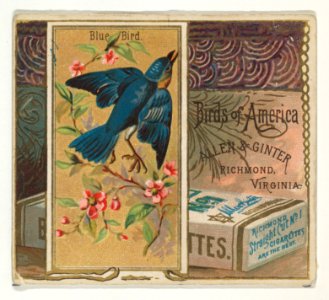 Bluebird, from the Birds of America series (N37) for Allen & Ginter Cigarettes MET DP838963
