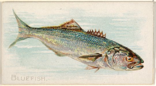 Bluefish, from the Fish from American Waters series (N8) for Allen & Ginter Cigarettes Brands MET DP830378