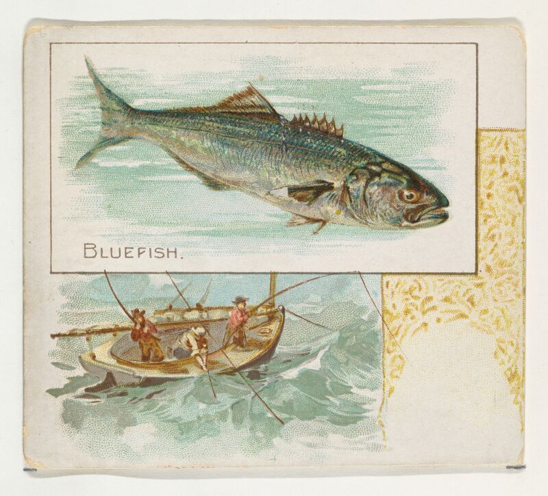 Bluefish, from Fish from American Waters series (N39) for Allen & Ginter Cigarettes MET DP839065