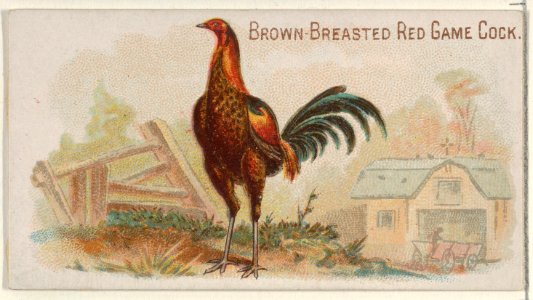 Brown-Breasted Red Game Cock, from the Prize and Game Chickens series (N20) for Allen & Ginter Cigarettes MET DP835056