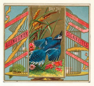 Blue Jay, from the Birds of America series (N37) for Allen & Ginter Cigarettes MET DP838965