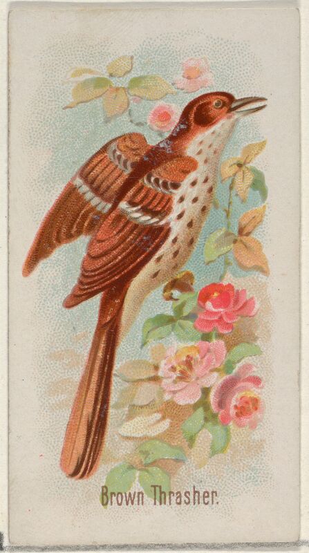 Brown Thrasher, from the Song Birds of the World series (N23) for Allen & Ginter Cigarettes MET DP835266