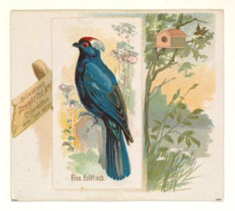 Blue Bullfinch, from the Song Birds of the World series (N42) for Allen & Ginter Cigarettes MET DP839249