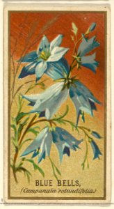 Bluebells (Campanula rotundifolia), from the Flowers series for Old Judge Cigarettes MET DP822014