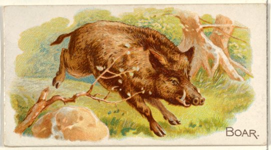 Boar, from the Quadrupeds series (N21) for Allen & Ginter Cigarettes MET DP835106