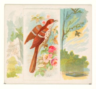 Brown Thrasher, from the Song Birds of the World series (N42) for Allen & Ginter Cigarettes MET DP839251