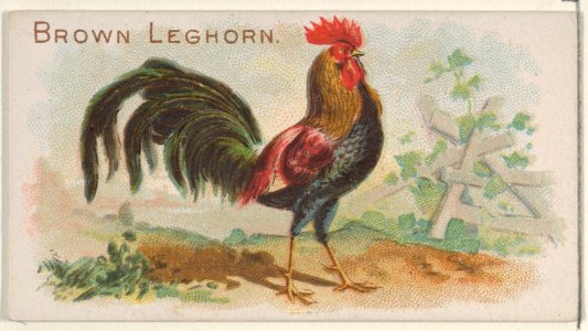 Brown Leghorn, from the Prize and Game Chickens series (N20) for Allen & Ginter Cigarettes MET DP835061