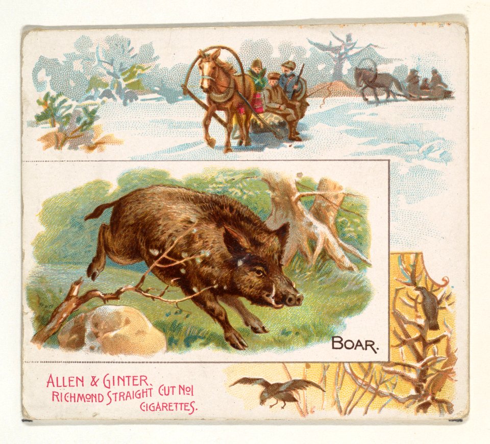 Boar, from Quadrupeds series (N41) for Allen & Ginter Cigarettes MET DP839198