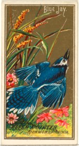 Blue Jay, from the Birds of America series (N4) for Allen & Ginter Cigarettes Brands MET DP828731