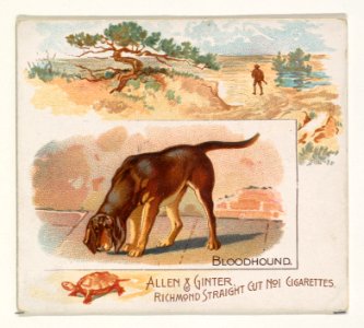 Bloodhound, from Quadrupeds series (N41) for Allen & Ginter Cigarettes MET DP839197