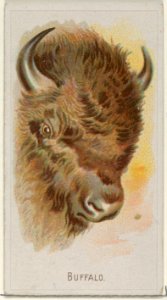 Buffalo, from the Wild Animals of the World series (N25) for Allen & Ginter Cigarettes MET DP836479