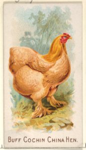 Buff Cochin China Hen, from the Prize and Game Chickens series (N20) for Allen & Ginter Cigarettes MET DP835052
