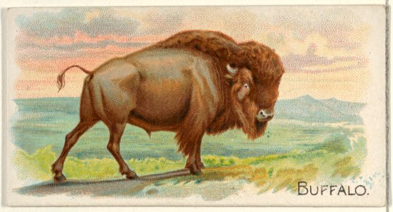 Buffalo, from the Quadrupeds series (N21) for Allen & Ginter Cigarettes MET DP835107