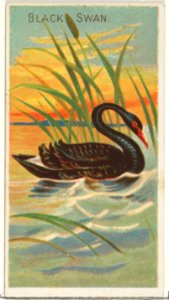 Black Swan, from the Birds of the Tropics series (N5) for Allen & Ginter Cigarettes Brands MET DP829163