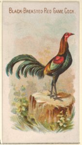 Black-Breasted Red Game Cock, from the Prize and Game Chickens series (N20) for Allen & Ginter Cigarettes MET DP835054