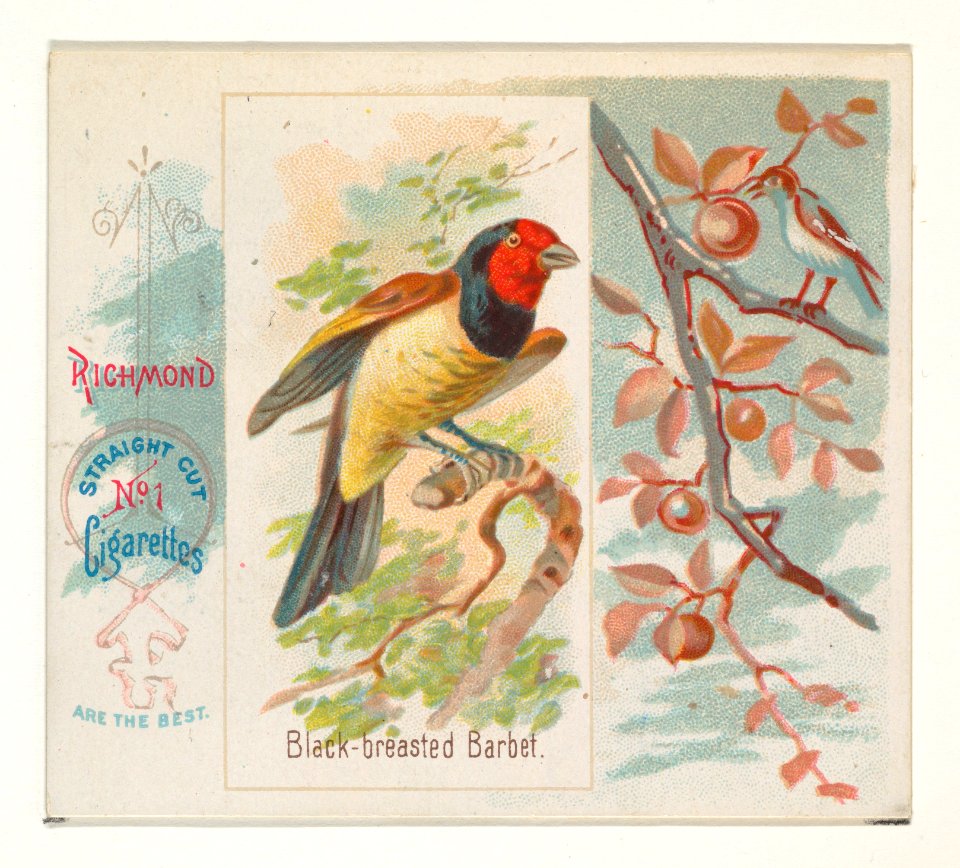 Black-breasted Barbet, from the Song Birds of the World series (N42) for Allen & Ginter Cigarettes MET DP839248