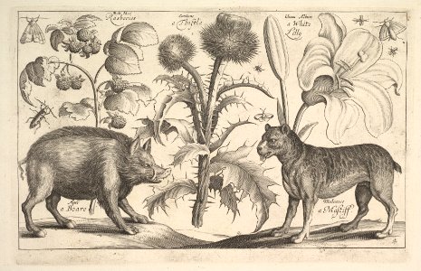 Boar and Mastiff MET DP823918