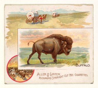 Buffalo, from Quadrupeds series (N41) for Allen & Ginter Cigarettes MET DP839199