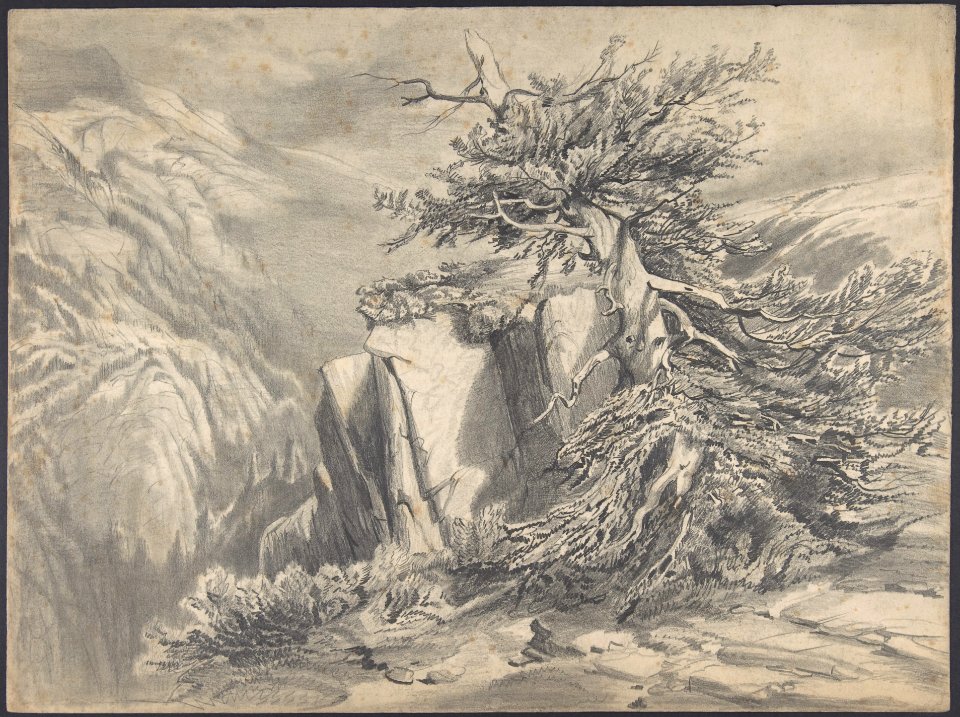 Broken Tree in Moutainous Landscape MET DP803716
