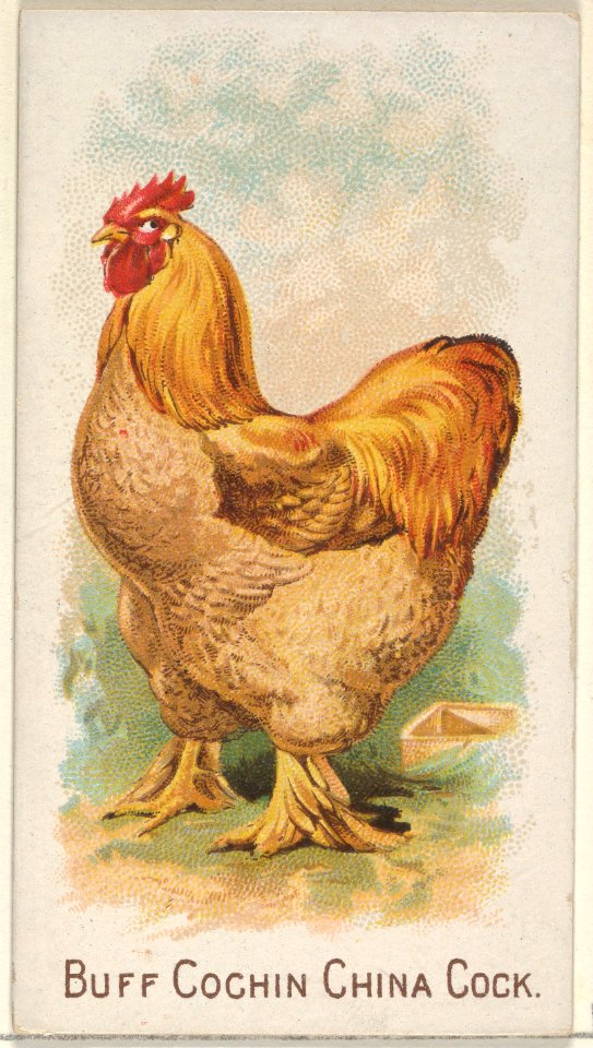 Buff Cochin China Cock, from the Prize and Game Chickens series (N20) for Allen & Ginter Cigarettes MET DP835053