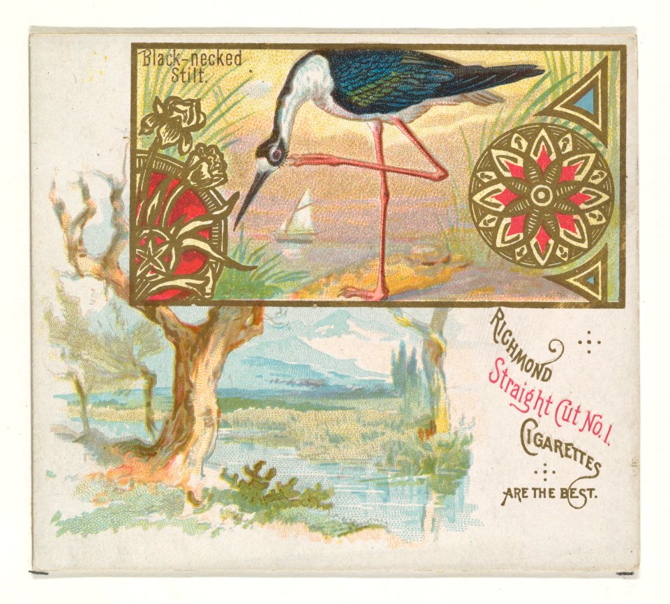 Black-necked Stilt, from the Game Birds series (N40) for Allen & Ginter Cigarettes MET DP839138