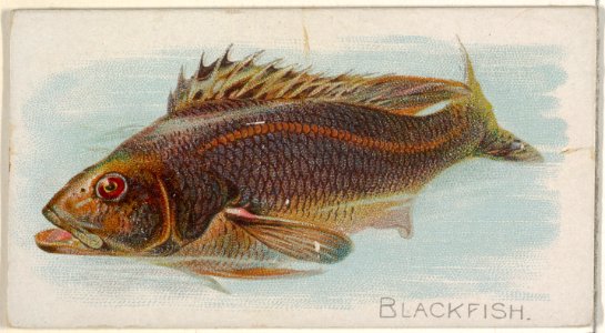 Blackfish, from the Fish from American Waters series (N8) for Allen & Ginter Cigarettes Brands MET DP830379