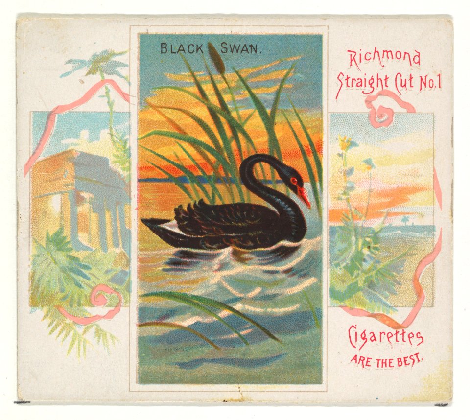 Black Swan, from Birds of the Tropics series (N38) for Allen & Ginter Cigarettes MET DP839014