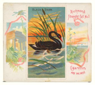 Black Swan, from Birds of the Tropics series (N38) for Allen & Ginter Cigarettes MET DP839014