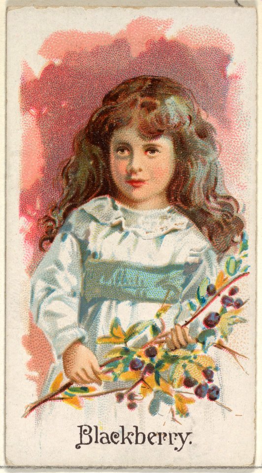 Blackberry, from the Fruits series (N12) for Allen & Ginter Cigarettes Brands MET DP834607