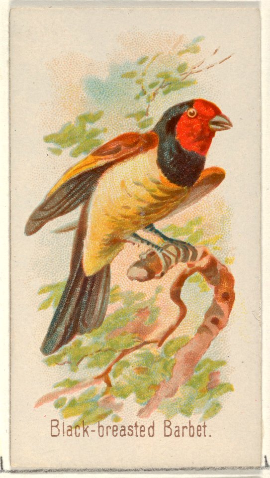 Black-breasted Barbet, from the Song Birds of the World series (N23) for Allen & Ginter Cigarettes MET DP835263