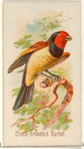 Black-breasted Barbet, from the Song Birds of the World series (N23) for Allen & Ginter Cigarettes MET DP835263