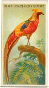 Black-Throated Golden Pheasant, from the Birds of the Tropics series (N5) for Allen & Ginter Cigarettes Brands MET DP829149