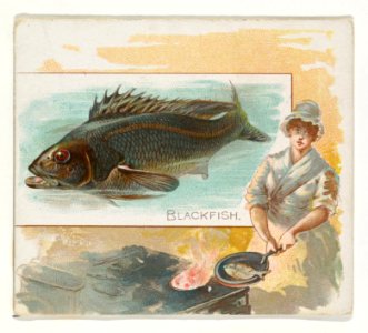 Blackfish, from Fish from American Waters series (N39) for Allen & Ginter Cigarettes MET DP839062