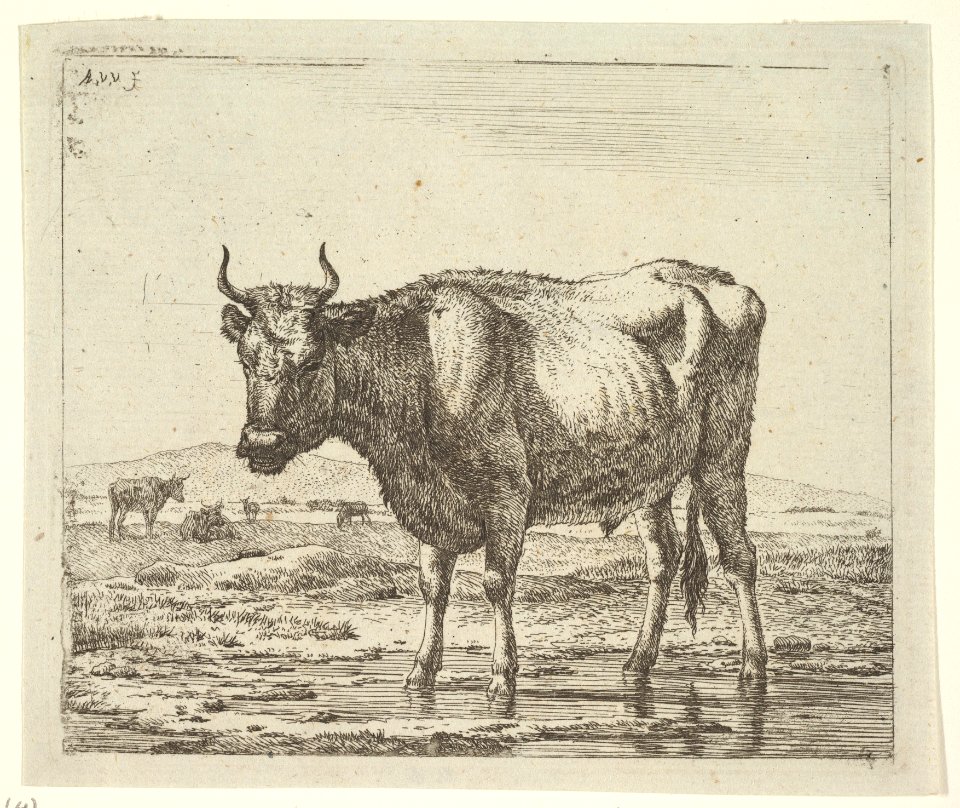 Bull Standing in Water, from Different Animals MET DP828086