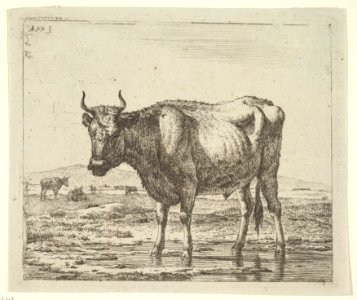 Bull Standing in Water, from Different Animals MET DP828086