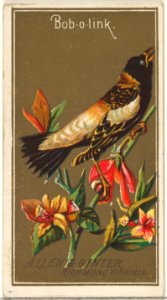 Bob-o-link, from the Birds of America series (N4) for Allen & Ginter Cigarettes Brands MET DP828743