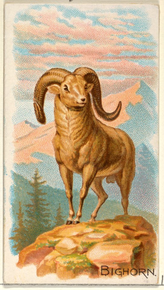 Bighorn, from the Quadrupeds series (N21) for Allen & Ginter Cigarettes MET DP835103
