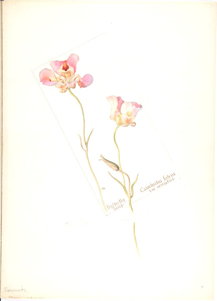 Butterfly Tulip, Calochorus luteus, var. oculatus MET DP808328