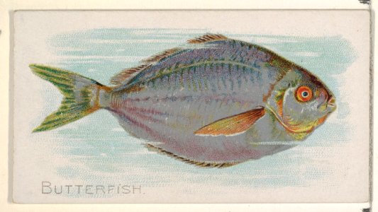 Butterfish, from the Fish from American Waters series (N8) for Allen & Ginter Cigarettes Brands MET DP830383